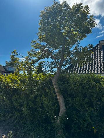 Tulpenboom beschikbaar voor biedingen