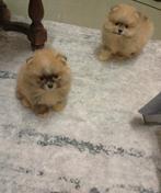 Pomeriaan puppy, Dieren en Toebehoren, Particulier, Reu, 8 tot 15 weken, Buitenland