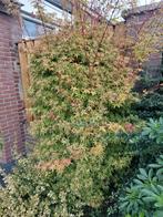 Japanse esdoorn, Tuin en Terras, Planten | Struiken en Hagen, Ophalen of Verzenden, Esdoorn, 100 tot 250 cm