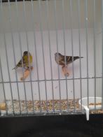 Europese sijsjes, Dieren en Toebehoren, Vogels | Overige Vogels, Meerdere dieren, Wildzangvogel, Geringd