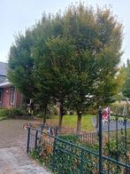 Tuinman/hovenier/tuinhulp gezocht aangeboden