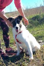 ZEER URGENT HELP LIEVE BORIS ERG ONGELUKKIG VERBLIJFT IN NL, Dieren en Toebehoren, Particulier, Rabiës (hondsdolheid), Reu, 1 tot 2 jaar