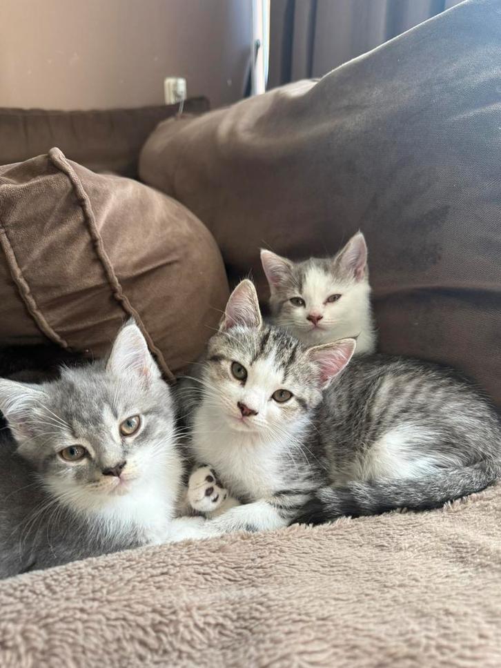 Lieve kittens (13 weken) mix britsekorthaar & cypers, Dieren en Toebehoren, Katten en Kittens | Raskatten | Korthaar, Meerdere dieren