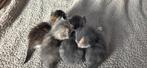 Prachtige kittens (beschrijving goed lezen), Dieren en Toebehoren, Katten en Kittens | Overige Katten, Meerdere dieren, Kortharig