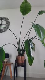 Grote kamerplant (Paradijsvogelbloem - Strelitzia), Huis en Inrichting, Ophalen, 100 tot 150 cm, Overige soorten, Halfschaduw