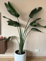 Grote strelitzia paradijsvogelplant, Huis en Inrichting, Kamerplanten, Groene kamerplant, Ophalen, Volle zon, 200 cm of meer