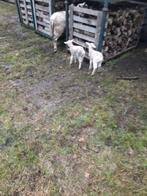 Te koop fleslam, Meerdere dieren, Schaap