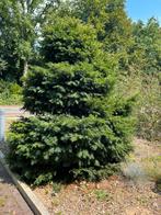 Taxus, Tuin en Terras, Ophalen of Verzenden, Bloeit niet, Halfschaduw, Overige soorten