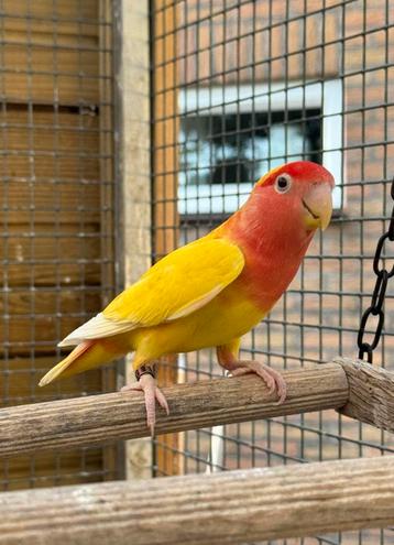 3 Agapornis roseicollie dwergpapegaai beschikbaar voor biedingen