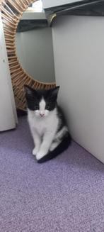 Kittens, Meerdere dieren, Kortharig, 0 tot 2 jaar