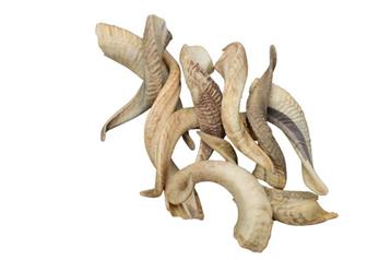 Afrikaanse Ram hoorn Naturel medium size 20-25cm-gezuiverd beschikbaar voor biedingen