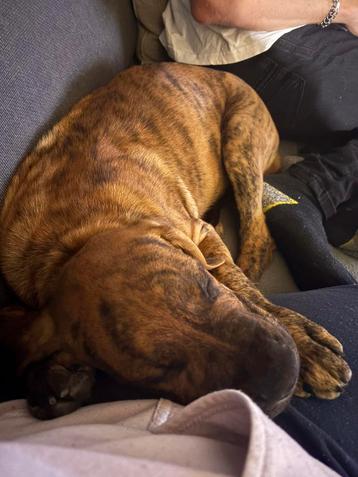 Reu puppy beschikbaar voor biedingen