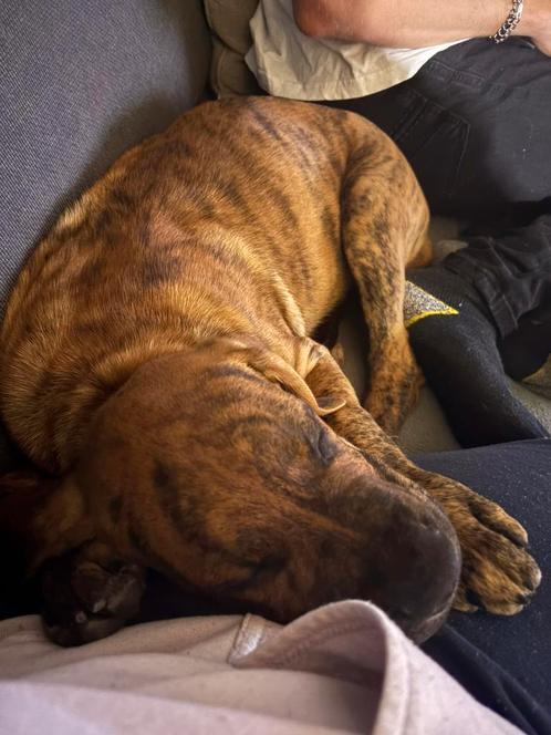 Reu puppy, Dieren en Toebehoren, Honden | Niet-rashonden, Groot, Reu, Fokker | Hobbymatig, Eén hond, Nederland, 8 tot 15 weken