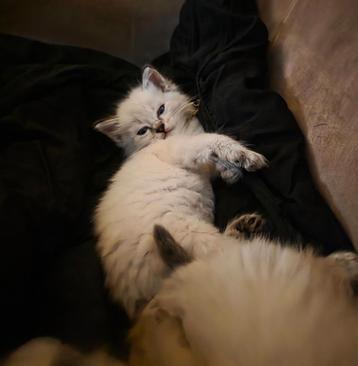 5 prachtige ragdoll kittens kattertjes beschikbaar‼️ Nog 2‼  beschikbaar voor biedingen