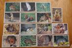 15x Artcolor verlag Muis Hamster Eekhoorn Marmot Degoe, Ophalen of Verzenden, 1980 tot heden, Ongelopen, Knaagdier