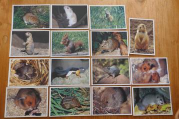 15x Artcolor verlag Muis Hamster Eekhoorn Marmot Degoe beschikbaar voor biedingen