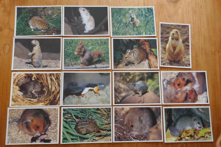 15x Artcolor verlag Muis Hamster Eekhoorn Marmot Degoe, Verzamelen, Ansichtkaarten | Dieren, Ongelopen, 1980 tot heden, Knaagdier