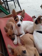Alora Dog Rescue: Eva zoekt een kameraadje, Dieren en Toebehoren, Honden | Niet-rashonden, Particulier, Teef, 8 tot 15 weken, Middel