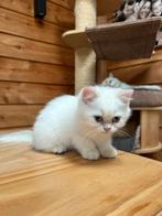2 brits korthaar mannetjes black golden shaded point, Kater, Gechipt, 0 tot 2 jaar