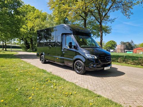 MTM paardenwagen Mercedes Sprinter automaat hengsten uitvoer, Dieren en Toebehoren, Paarden en Pony's | Trailers en Aanhangwagens