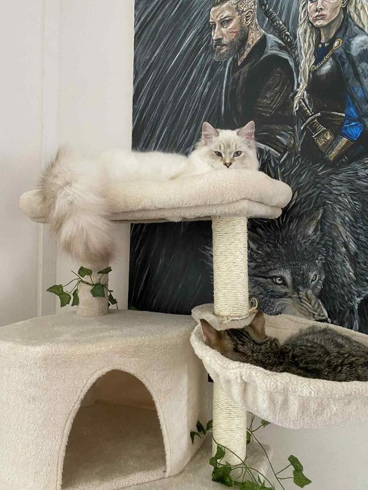 Prachtig Sibeer x Radgoll katertje 7mnd, Dieren en Toebehoren, Katten en Kittens | Raskatten | Langhaar, Kater, 0 tot 2 jaar, Gechipt