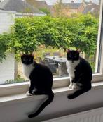 Een prachtig klein gezinnetje zoekt samen een nieuw thuis, Dieren en Toebehoren, Katten en Kittens | Overige Katten, Poes