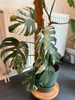 Monstera Variegata, Huis en Inrichting, Kamerplanten, Ophalen, 100 tot 150 cm, Overige soorten, Halfschaduw
