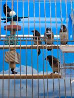 japanse meeuwtjes, Meerdere dieren