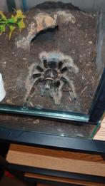 Tliltocatl Albopilosus Nicaragua 0.1, Dieren en Toebehoren, Ophalen