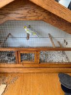 2x kanarie mannen, Dieren en Toebehoren, Vogels | Kanaries, Mannelijk, Zangkanarie