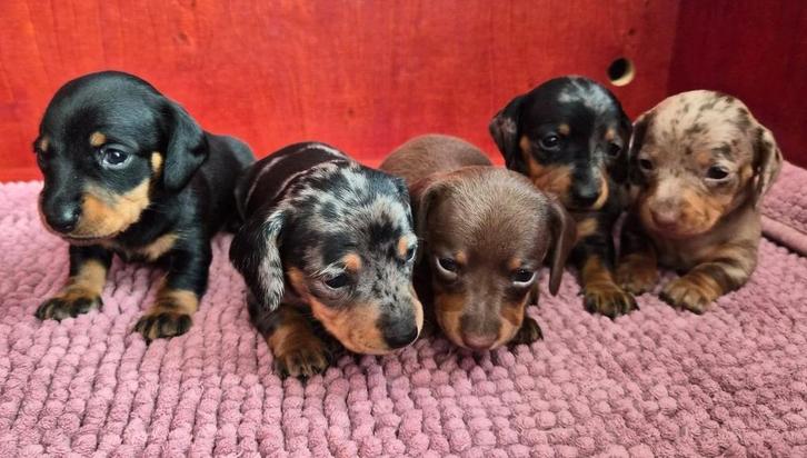 Teckel pups, Dieren en Toebehoren, Honden | Teckels en Dashonden, Meerdere dieren, Korthaar, Kaninchen, Fokker | Hobbymatig, Meerdere