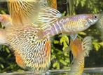 🟡Uniek in Nederland, Galaxy Blond Multicolor Tail Guppen🟡, Dieren en Toebehoren, Vissen | Aquariumvissen, Vis, Zoetwatervis