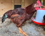 Jonge haan Rhode Island Red grote soort, Dieren en Toebehoren, Pluimvee, Mannelijk, Kip
