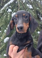 Leuke teckel reu, Dieren en Toebehoren, Honden | Teckels en Dashonden, Parvo, Reu, 8 tot 15 weken, Korthaar