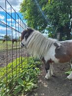 Lief Shetlander hengstje te koop, Hengst, A pony (tot 1.17m), Recreatiepony
