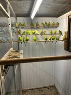 Grasparkieten in bijna alle kleuren genoeg keus, Meerdere dieren, Parkiet