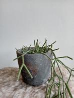 Robuust antraciet bloempot handgemaakt 12 cm met cactus, Ophalen, Overige materialen, Rond, Binnen