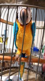 pratende papegaai met koperen kooi + beschrijving 0626604113
