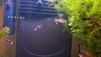 Guppies, Dieren en Toebehoren, Vissen | Aquariumvissen