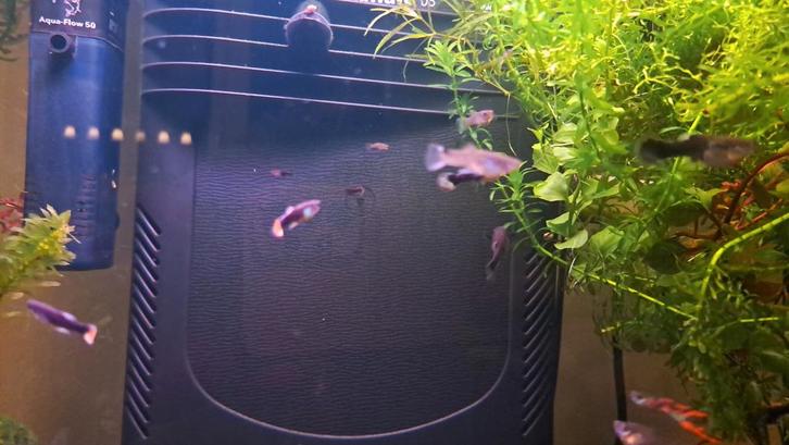 Guppies, Dieren en Toebehoren, Vissen | Aquariumvissen