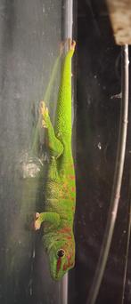 Mooie Madagascar gekko Phelsuma Grandis, Hagedis, 3 tot 6 jaar