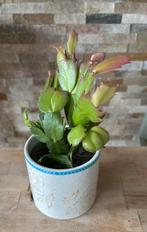 Lidcactus oranje in pot, Ophalen of Verzenden, In pot, Halfschaduw, Minder dan 100 cm