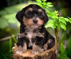 Puppy's van Kennel de Hoeve, Nederland, Rabiës (hondsdolheid), Overige rassen, 8 tot 15 weken