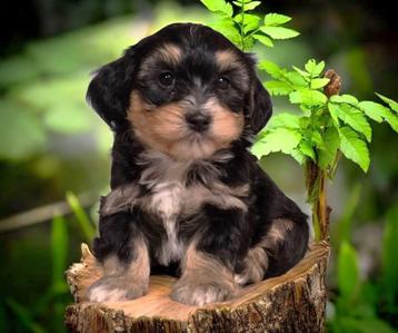 Puppy's van Kennel de Hoeve  beschikbaar voor biedingen