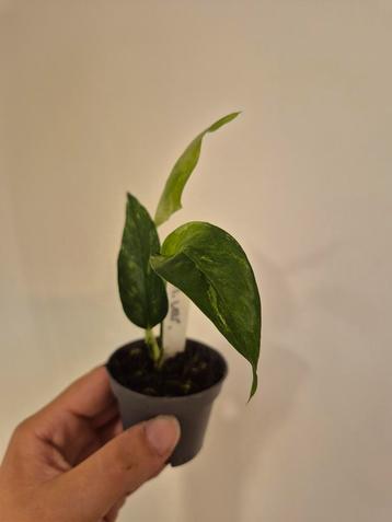 Epipremnum Pinnatum Variegata - Klein Plantje beschikbaar voor biedingen