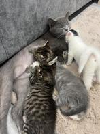 3 Kittens britse korthaar witte is verkocht, Dieren en Toebehoren, Katten en Kittens | Overige Katten, Poes, Kortharig