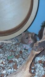 Syrische hamster Momo, Hamster, December, Vrouwelijk, Tam