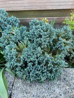 Juniperus squam, Tuin en Terras, Ophalen of Verzenden, Winter, Overige soorten, Halfschaduw