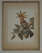 Oude prenten van vogels, Verzamelen, Gebruikt, Ophalen of Verzenden, 1940 tot 1960, Dier