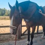 Rugklachten? Revalidatie paard thuis. Massage en NMES, Meerdere dieren, Niet van toepassing, 0 tot 2 jaar